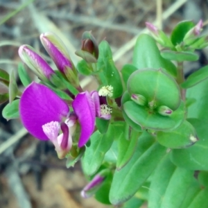 Polygala myrtifolia at Hawker, ACT - 20 Oct 2021 03:07 PM