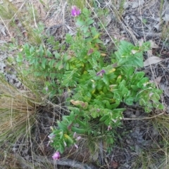 Polygala myrtifolia at Hawker, ACT - 20 Oct 2021 03:07 PM