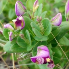 Polygala myrtifolia at Hawker, ACT - 20 Oct 2021