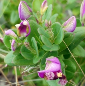 Polygala myrtifolia at Hawker, ACT - 20 Oct 2021 03:07 PM