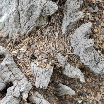 Papyrius sp. (genus) (A Coconut Ant) at Jerrabomberra, ACT - 23 Oct 2021 by Mike