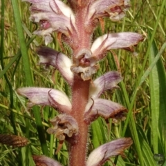 Orobanche minor (Broomrape) at Molonglo Valley, ACT - 8 Nov 2020 by JanetRussell
