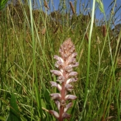 Orobanche minor at Molonglo Valley, ACT - 8 Nov 2020 02:04 PM