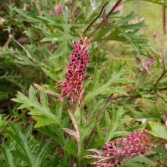 Grevillea sp. (Grevillea) at Corang, NSW - 21 Oct 2021 by LeonieWood