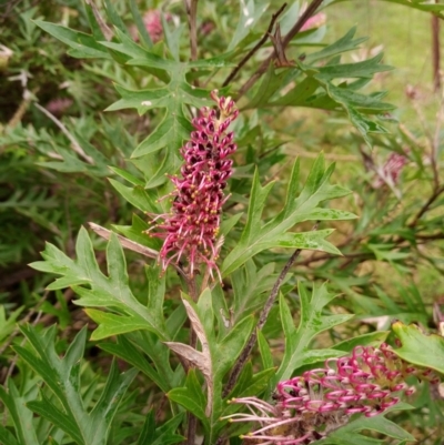 Grevillea (genus) (Grevillea) at Corang, NSW - 21 Oct 2021 by LeonieWood