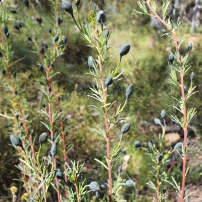 Gompholobium huegelii (Pale Wedge Pea) at Carwoola, NSW - 23 Oct 2021 by AlexJ