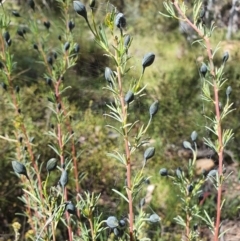 Gompholobium huegelii (Pale Wedge Pea) at Carwoola, NSW - 23 Oct 2021 by AlexJ
