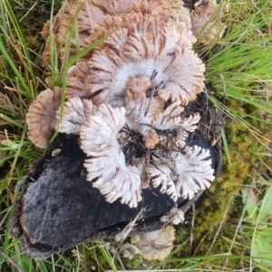 Schizophyllum commune at Wamboin, NSW - 2 Oct 2021 02:09 PM