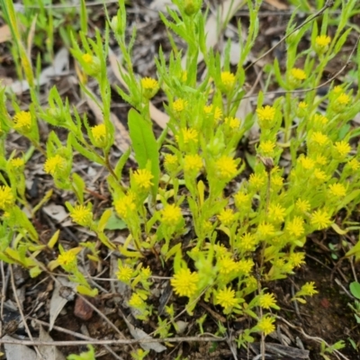 Triptilodiscus pygmaeus (Annual Daisy) at Jerrabomberra, ACT - 23 Oct 2021 by Mike