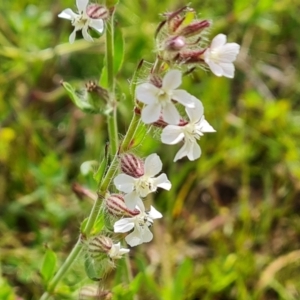 Silene gallica var. gallica at Jerrabomberra, ACT - 23 Oct 2021