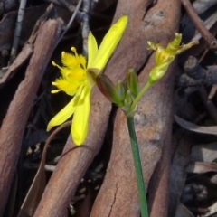 Tricoryne elatior (Yellow Rush Lily) at Molonglo Valley, ACT - 8 Nov 2020 by JanetRussell