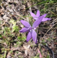 Glossodia major (Wax Lip Orchid) at Carwoola, NSW - 23 Oct 2021 by AlexJ