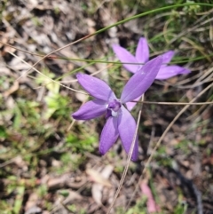 Glossodia major (Wax Lip Orchid) at Cuumbeun Nature Reserve - 23 Oct 2021 by AlexJ