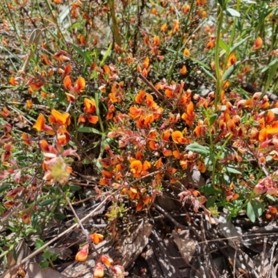 Pultenaea microphylla (Egg and Bacon Pea) at Carwoola, NSW - 23 Oct 2021 by AlexJ