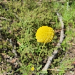 Craspedia sp. (Billy Buttons) at Carwoola, NSW - 23 Oct 2021 by AlexJ