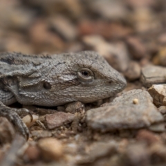 Amphibolurus muricatus (Jacky Lizard) at Tidbinbilla Nature Reserve - 20 Oct 2021 by trevsci
