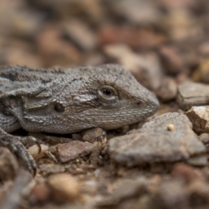 Amphibolurus muricatus at Paddys River, ACT - 20 Oct 2021