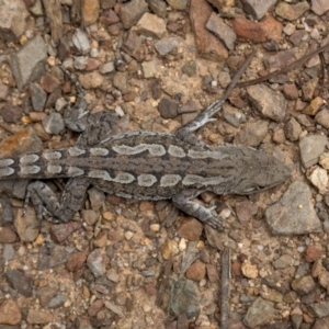 Amphibolurus muricatus at Paddys River, ACT - 20 Oct 2021