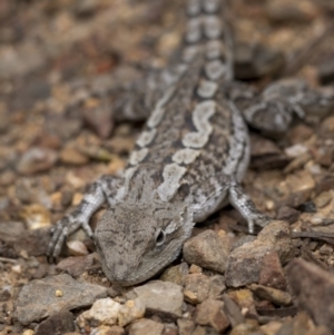 Amphibolurus muricatus at Paddys River, ACT - 20 Oct 2021