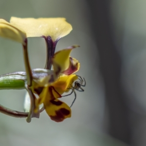 Diuris pardina at Cotter River, ACT - 20 Oct 2021