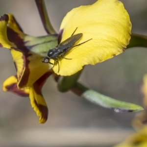 Diuris pardina at Cotter River, ACT - 20 Oct 2021