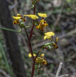 Diuris pardina at Cotter River, ACT - 20 Oct 2021