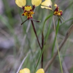 Diuris pardina at Cotter River, ACT - 20 Oct 2021