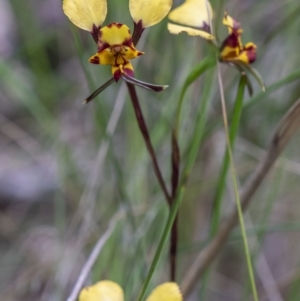 Diuris pardina at Cotter River, ACT - 20 Oct 2021