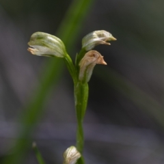 Bunochilus sp. (Leafy Greenhood) at Namadgi National Park - 20 Oct 2021 by trevsci