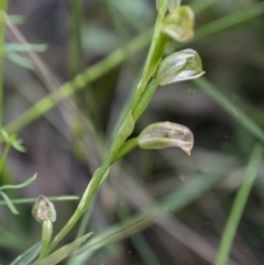 Bunochilus sp. at Cotter River, ACT - 20 Oct 2021