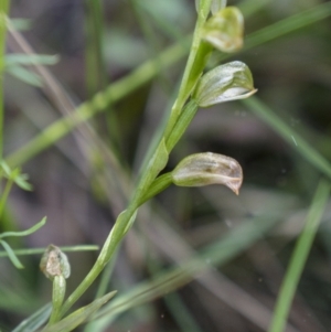 Bunochilus sp. at Cotter River, ACT - 20 Oct 2021