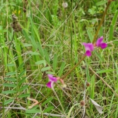 Vicia sativa (Common Vetch) at Symonston, ACT - 23 Oct 2021 by Mike