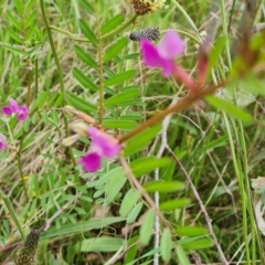 Vicia sativa at Symonston, ACT - 23 Oct 2021