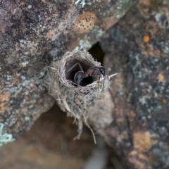 Camponotus intrepidus (Flumed Sugar Ant) at Namadgi National Park - 20 Oct 2021 by trevsci