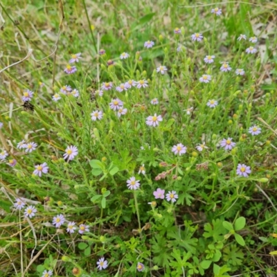 Vittadinia cuneata var. cuneata (Fuzzy New Holland Daisy) at Jerrabomberra, ACT - 23 Oct 2021 by Mike