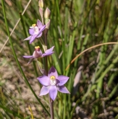 Thelymitra sp. (pauciflora complex) (Sun Orchid) at Bruce, ACT - 23 Oct 2021 by HelenCross