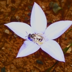Lasioglossum (Chilalictus) sp. (genus & subgenus) (Halictid bee) at National Arboretum Forests - 8 Nov 2020 by JanetRussell