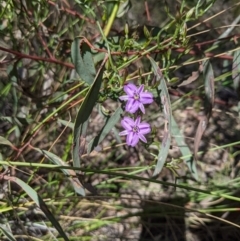 Thysanotus patersonii (Twining Fringe Lily) at Black Mountain - 23 Oct 2021 by HelenCross