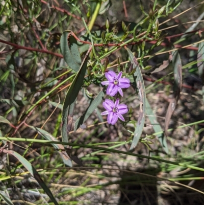 Thysanotus patersonii (Twining Fringe Lily) at Bruce, ACT - 23 Oct 2021 by HelenCross
