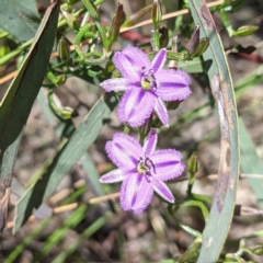 Thysanotus patersonii at Bruce, ACT - 23 Oct 2021 11:09 AM