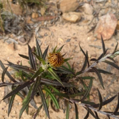 Coronidium oxylepis subsp. lanatum (Woolly Pointed Everlasting) at Bruce, ACT - 23 Oct 2021 by HelenCross