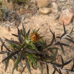 Coronidium oxylepis subsp. lanatum (Woolly Pointed Everlasting) at Black Mountain - 22 Oct 2021 by HelenCross
