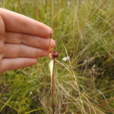 Caladenia montana (Mountain Spider Orchid) at Paddys River, ACT - 22 Oct 2021 by Liam.m
