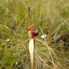 Caladenia montana at Paddys River, ACT - 23 Oct 2021