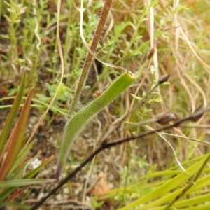 Caladenia montana at Paddys River, ACT - 23 Oct 2021