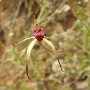 Caladenia montana at Paddys River, ACT - 23 Oct 2021