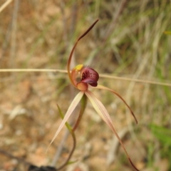 Caladenia montana at Paddys River, ACT - 23 Oct 2021