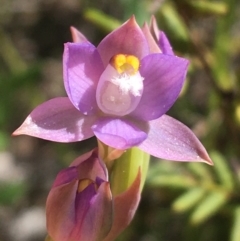 Thelymitra pauciflora (Slender Sun Orchid) at Lyneham, ACT - 23 Oct 2021 by NedJohnston