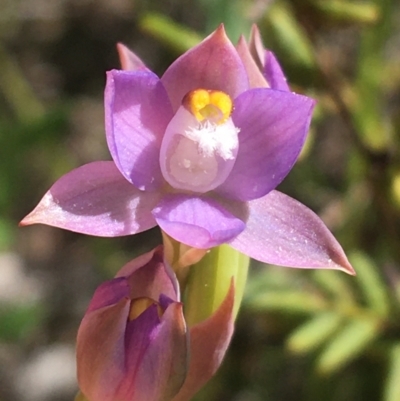 Thelymitra pauciflora (Slender Sun Orchid) at Lyneham, ACT - 23 Oct 2021 by NedJohnston