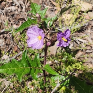 Solanum cinereum at Carwoola, NSW - 23 Oct 2021